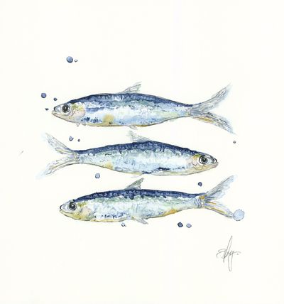 Sardines