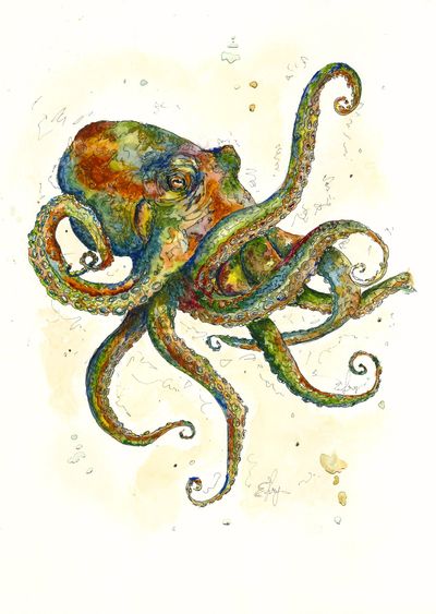 Octopus